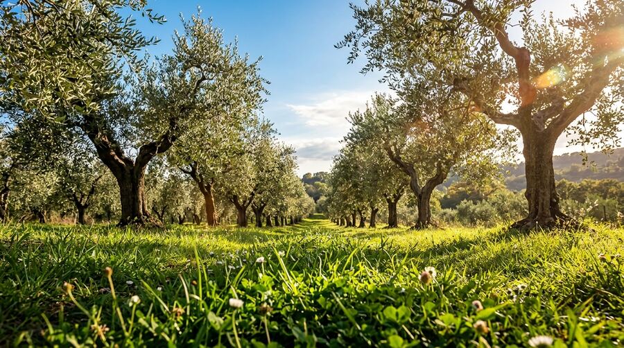 I filari dell'oliveto